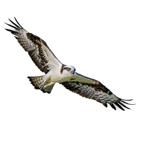 Majestic Osprey In Flight Png 13 PNG image