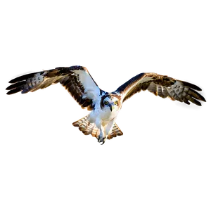 Majestic Osprey In Flight Png 21 PNG image