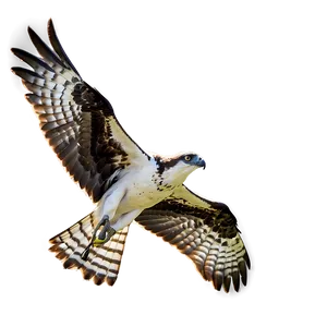 Majestic Osprey In Flight Png Gqm PNG image