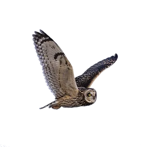 Majestic Owl In Flight.png PNG image