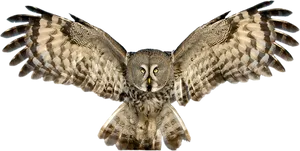 Majestic Owl In Flight PNG image