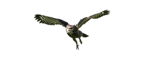 Majestic Owl In Flight PNG image
