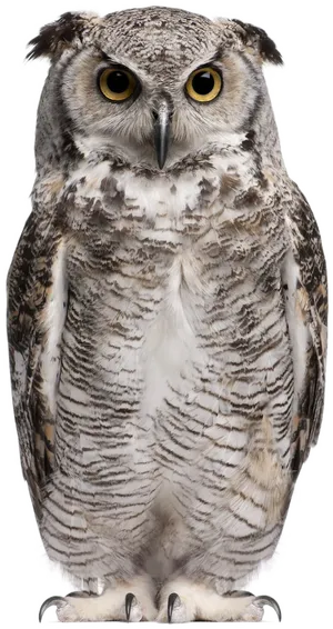 Majestic Owl Portrait PNG image