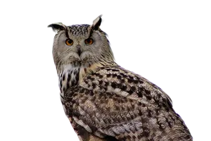 Majestic Owl Portrait PNG image