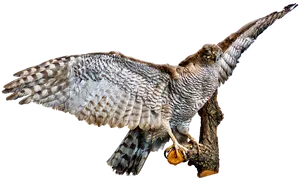 Majestic Owl Spreading Wings