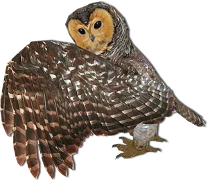 Majestic Owlin Flight PNG image