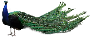 Majestic_ Peacock_ Display.png PNG image
