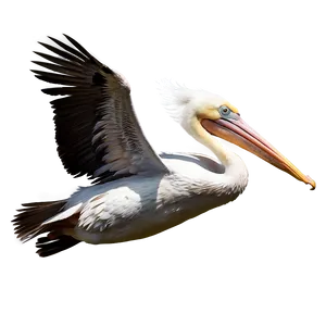 Majestic Pelican In Flight Png 06242024 PNG image