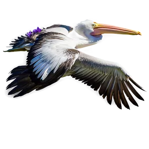 Majestic Pelican In Flight Png 12 PNG image