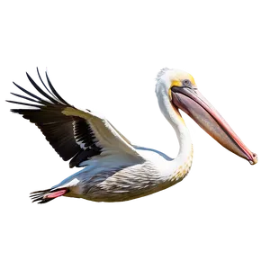 Majestic Pelican In Flight PNG Lgi55