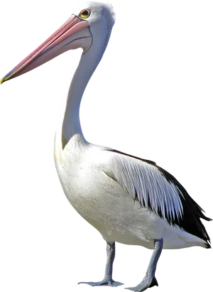 Majestic Pelican Profile PNG