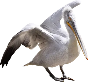 Majestic Pelican Spread Wings PNG