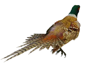 Majestic Pheasantin Profile PNG
