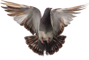 Majestic Pigeon In Flight.png PNG