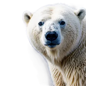Majestic Polar Bear PNG 05062024