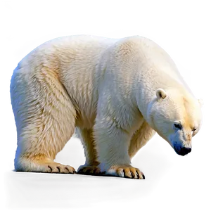 Majestic Polar Bear Png 62 PNG image