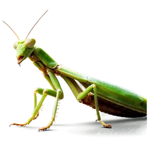 Majestic Praying Mantis PNG 06122024
