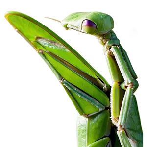 Majestic Praying Mantis PNG 99