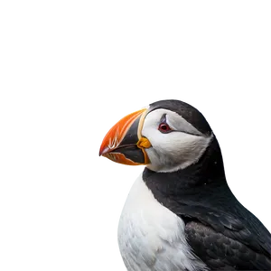 Majestic Puffin PNG 06292024