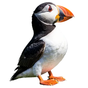 Majestic Puffin PNG Nnb97 PNG