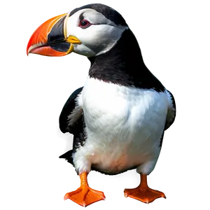 Majestic Puffin PNG Tfw84 PNG