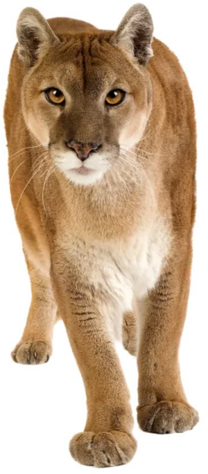 Majestic Puma Standing Transparent Background PNG image