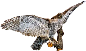 Majestic_ Raptor_ In_ Flight