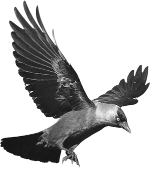 Majestic_ Raven_ In_ Flight.png