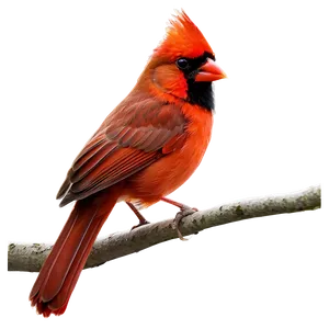 Majestic Red Cardinal PNG 06292024