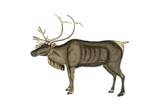 Majestic Reindeer Illustration PNG image