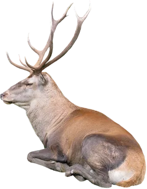 Majestic Reindeer Resting PNG image