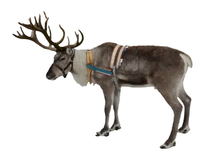 Majestic Reindeerwith Harness PNG image