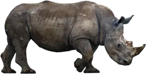 Majestic Rhinoceros Isolated PNG image