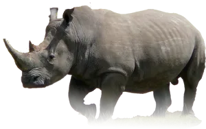 Majestic Rhinoceros Standing PNG image