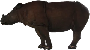 Majestic Rhinoceros Standing PNG image
