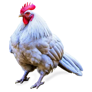 Majestic Rooster Pose PNG Eeb46