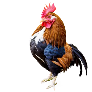 Majestic Rooster Pose PNG Kpx