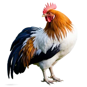 Majestic Rooster Pose PNG Yyo