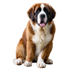 Majestic Saint Bernard Portrait Png Eva28 PNG image