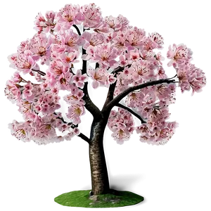 Majestic Sakura Cherry Blossom PNG 06122024 PNG