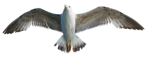 Majestic Seagull In Flight PNG image