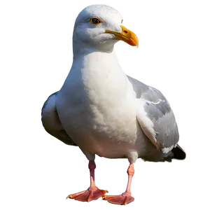 Majestic Seagull Png 05242024 PNG image