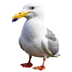 Majestic Seagull Png Lpr70 PNG image