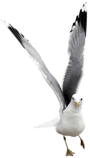 Majestic Seagull Spread Wings PNG image