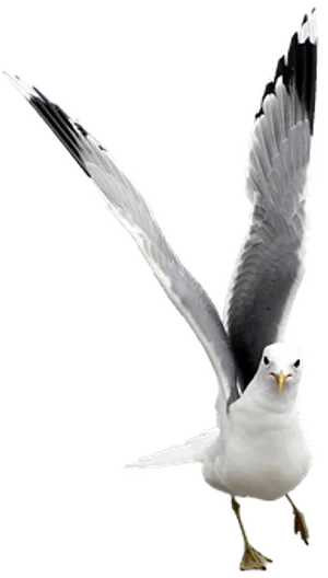 Majestic Seagullin Flight PNG image