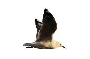 Majestic Seagullin Flight PNG image