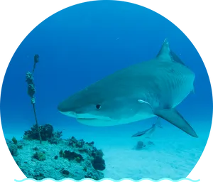 Majestic Shark Swimming Over Coral Reef