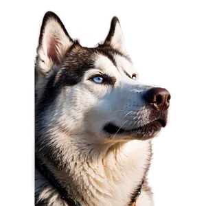 Majestic Siberian Husky Png 06252024 PNG image