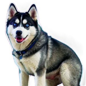 Majestic Siberian Husky PNG 06252024 PNG