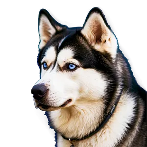 Majestic Siberian Husky PNG Efj2 PNG